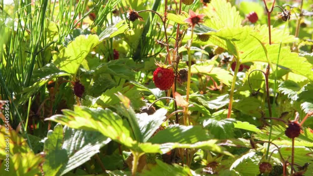 Wall mural red wild woodland strawberry growing