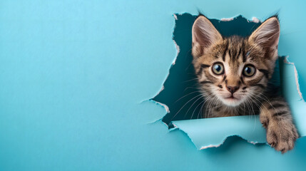 Curious Kitten Peering Through a Torn Blue Paper Background