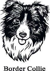 Border Collie - Funny Dog, Vector File, Cut Stencil for Tshirt