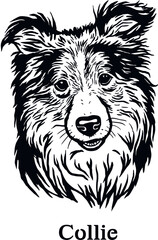 Collie - Funny Dog, Vector File, Cut Stencil for Tshirt