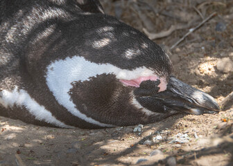 Magellanic penguin sleeping at shadow, punta tombo, chubut, argentina