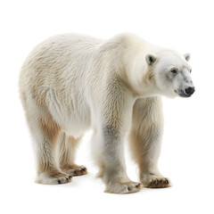 Majestic Adult Polar Bear Standing Isolated on White Background