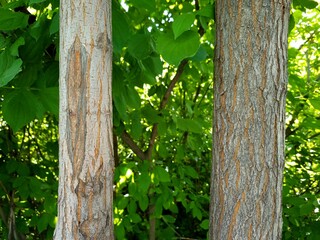 Tree trunks and green leaves