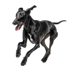 Obraz premium Black Greyhound Running in isolated background