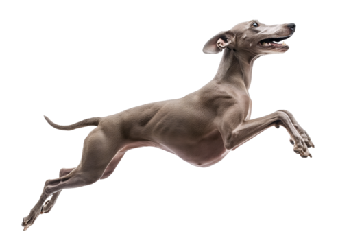 Greyhound Jumping Mid-Air side view on isolated background