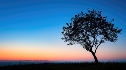 Obraz premium Solitary tree silhouetted against colorful sunset sky