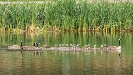Canada goose family swim at Lakeview Pond in Saskatoon.
