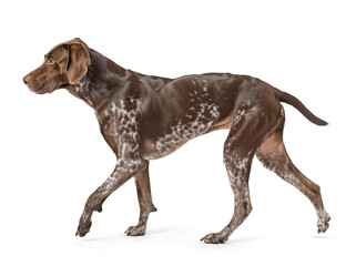 German Shorthaired Pointer dog in walking pose on isolated background