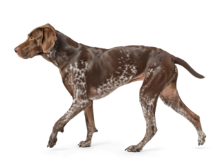 German Shorthaired Pointer dog in walking pose on isolated background