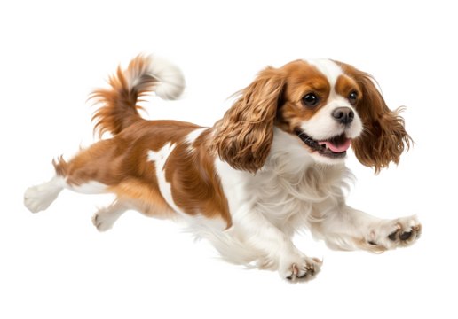 Cavalier King Charles Spaniel in jumping floating pose up in the air