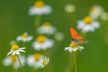 The large copper sitting on the blooming flower and sucking sweet necktar