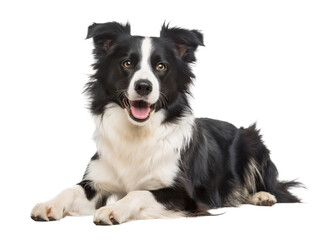 Fototapeta premium Border Collie in sitting position looking happy on isolated background