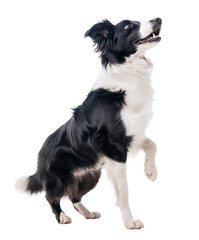 Border Collie looking up looking excited with one leg up