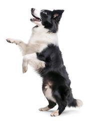 Obraz premium Excited Border Collie standing on two legs looking up on isolated background