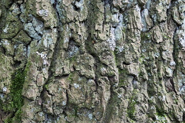 The bark of a tree is covered in moss and has a rough texture