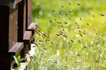 Swarms of bees at the hive entrance in a heavily populated honey bee