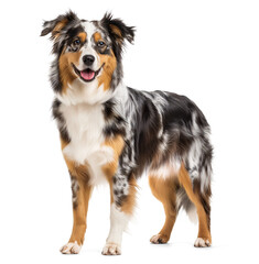 Fototapeta premium Blue merle Australian Shepherd dog full body portrait on isolated background