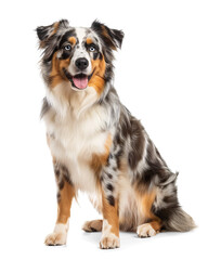 Blue merle Australian Shepherd looking happy in sitting pose