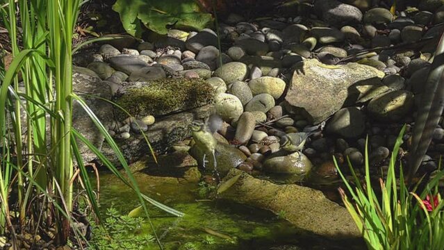 two blue tits dring from a pond.  one flies off in super slow motion