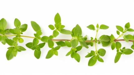 Obraz premium Fresh oregano isolated on a white background