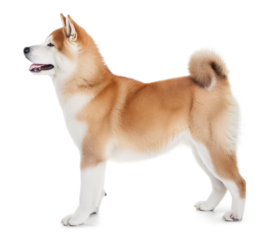 Side view of an Akita inu on isolated background