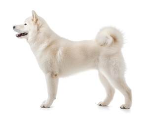 White Akita Inu in side profile view on isolated transparent background