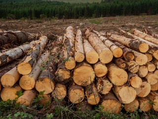 A large pile of wood logs is stacked on top of each other. The logs are brown and appear to be freshly cut. The scene is set against a backdrop of a cloudy sky. Raw material production industry