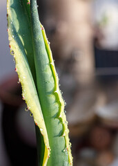 indoor flower growing, seedlings on the windowsill, close-up photo of the plant