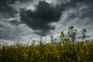 an agricultural field with yellow rapeseed flowers against a dark dramatic sky with thunderclouds,...