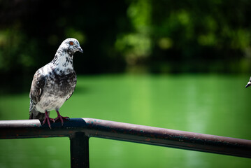 Beautiful pigeon sitting on a pipe in a white-and-black park