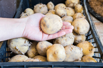young potatoes in a box