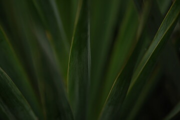 close up of green grass