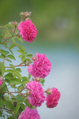 Damask rose