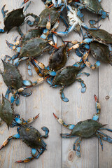 blue crabs © Agnes Lopez