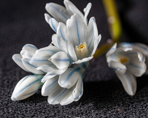 macro photography, flower fragment close-up, spring flower company