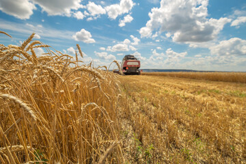 Combine Harvester Working, Cut Stem Cereals on Wheat Field on Farm. Seasonal Harvesting. Agriculture, Farmland, Hayfield, Highest Yield. Closeup on Ears Wheat, low depth of sharpness. 