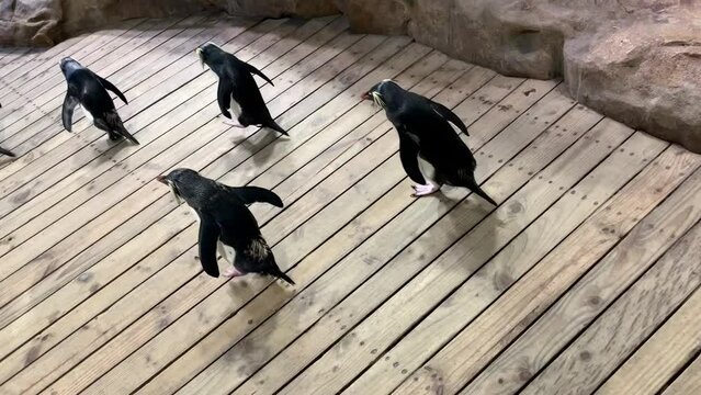 Cute little penguins walk past people on a wooden walkway