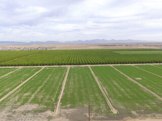 Yuma, Arizona Farm Fields 