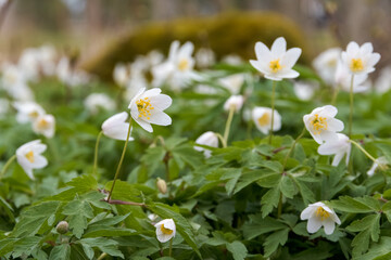 Wild flower Windflower (Anemonoides sylvestris) close-up in the spring forest. The blurred background - plant's own blooming thickets