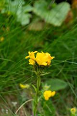 yellow flower in the grass