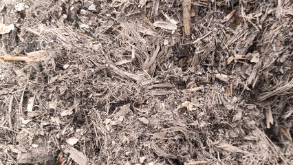 Burnt tree trunks and ashes around them