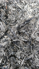 Burnt tree trunks and ashes around them
