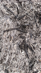 Burnt tree trunks and ashes around them