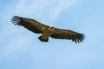Gänsegeier in der Drôme provençale