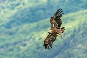 Gänsegeier in der Drôme provençale