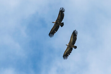 Zwei Gänsegeier im Paarflug