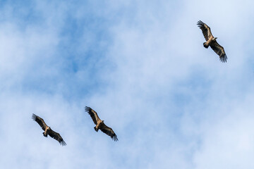 Drei Gänsegeier im Flug