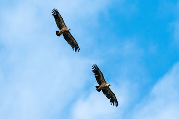 Gänsegeier im Paarflug