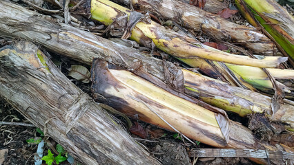A pile of fallen banana tree trunks