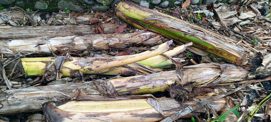 A pile of fallen banana tree trunks